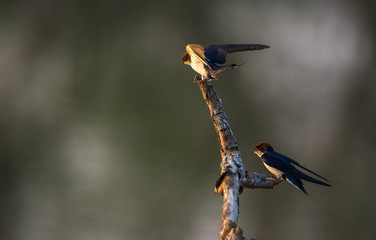 Wire-tailed swallow (Hirundo smithii)