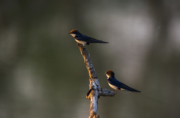 Wire-tailed swallow (Hirundo smithii)