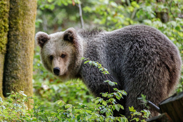 Orso bruno (Ursus arctos) nella foresta in Slovenia