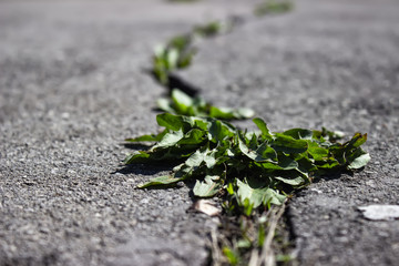 the grass in the pavement