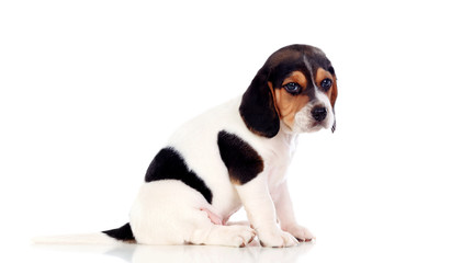 Beautiful beagle puppi brown and black