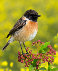Small bird on a slim branch