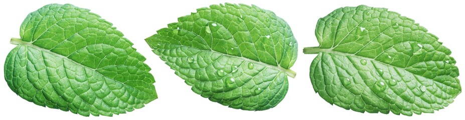 Three spearmint leaves or mint leaves with water drops on white background.