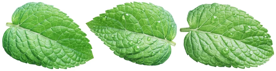 Fotobehang Drie groene muntblaadjes of muntblaadjes met waterdruppels op witte achtergrond. © volff
