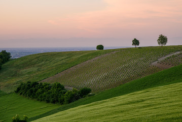 Colli piacentini
