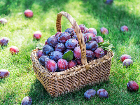 Plum harvest. Plums in the basket on the green grass.