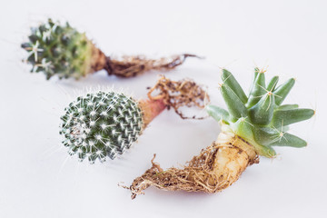 various cactuses with bare roots before planting on a white background side view