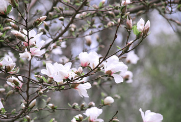 Mysterious spring background with white magnolia flowers