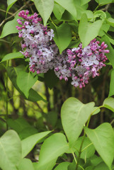 Fototapeta na wymiar Purple lilac flowers on a bush. Spring background.