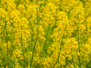 Obraz premium Cypress spurge ,Euphorbia cyparissias,