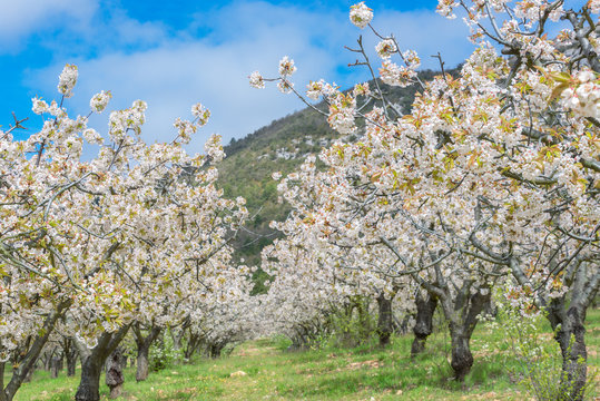 Cerezos en flor, valle de Caderechas,  Espa&ntilde;a