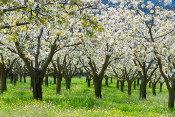 Fototapeta na wymiar Cherry blossoms, Caderechas valley, Spain