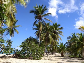 Plakat Palmen und tropische Pflanzen am Strand.