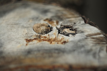 природа