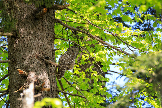 Allocco degli Urali nella foresta in Slovenia