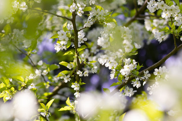 Beautiful Cherry blossoms in springtime, Lüneburg Heath, Northern Germany