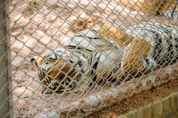 Tiger in thailand
