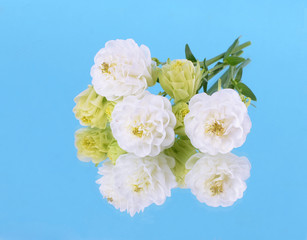 .a white garden flower with a blue background with reflection