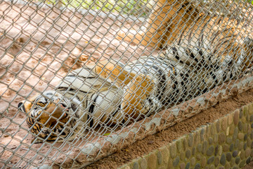 Tiger in thailand