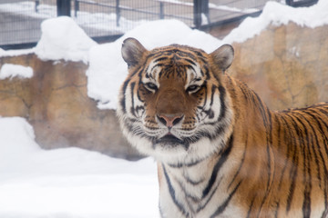 Bengal tiger or Panthera tigris was lonely cage in the zoo but still be danger of predator tigers species
