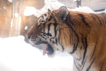 Bengal tiger or Panthera tigris was lonely cage in the zoo but still be danger of predator tigers species