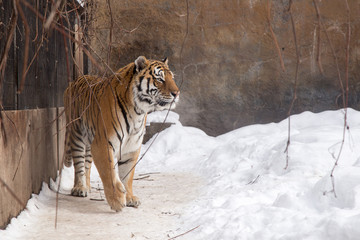 Bengal tiger or Panthera tigris was lonely cage in the zoo but still be danger of predator tigers species
