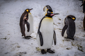 Fototapeta premium Emperor penguin king of penguins species in Antarctica were find food and ready to move abode 