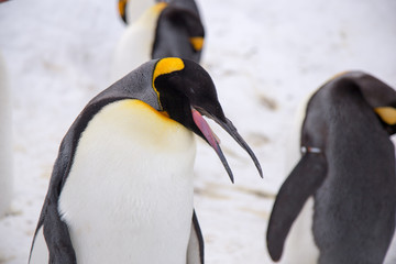 Fototapeta na wymiar Emperor penguin king of penguins species in Antarctica were find food and ready to move abode 