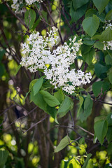 Close-up of blooming white Lilac blossoms in Springtime