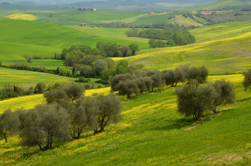 Fototapeta premium Beautiful field of yellow flowers with olive trees in the Tuscan countryside, near Pienza (Siena). Italy