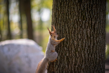 Squirrel crawls on wood