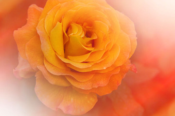 Beautiful rose in soft pastel orange tones.
