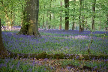 wiosenny dywan z niebieskich dzwoneczków w lesie
