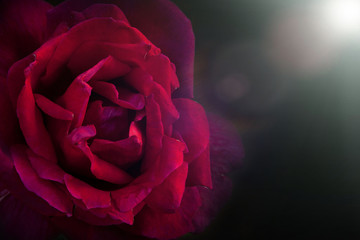 Beautiful dark red rose in pastel colors.
