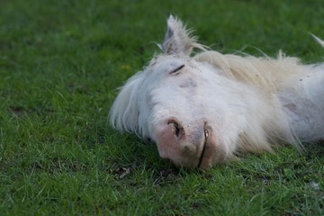 głowa śpiącego konia