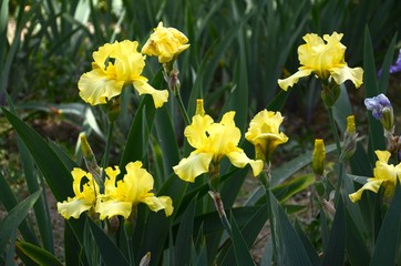beautiful iris in a garden during springtime