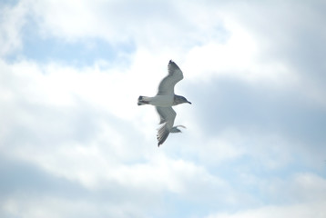 sea gull(black-tailed gull) / 飛翔するカモメ(ウミネコ)