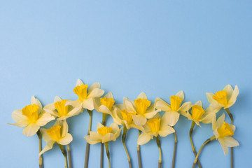 Beautiful Yellow Daffodils on the Blue Background.