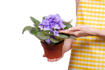 Woman in apron in hands plant in pot violet