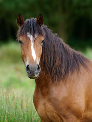 Obraz premium Welsh Pony