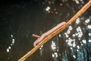Millipede on stream in the forest, Macro of orange and brown millipede on wooden.