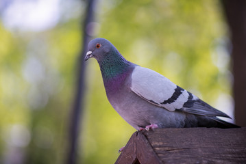 Obraz premium The pigeon sits on a bird house