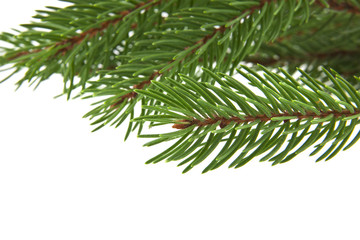 branch of Christmas tree isolated on white background
