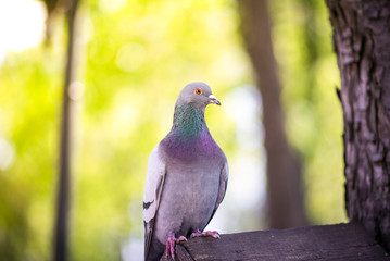 The pigeon sits on a bird house