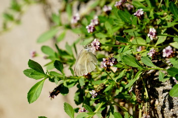 Butterfly feeding on a flower.
