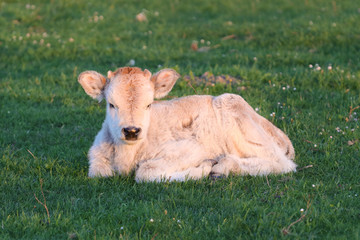 Naklejka na ściany i meble Grey calf rest on the grass