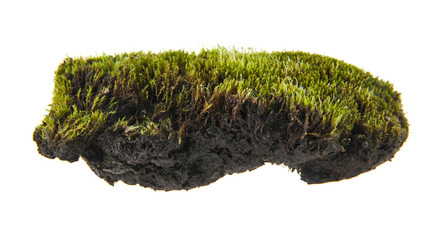 moss isolated on white background