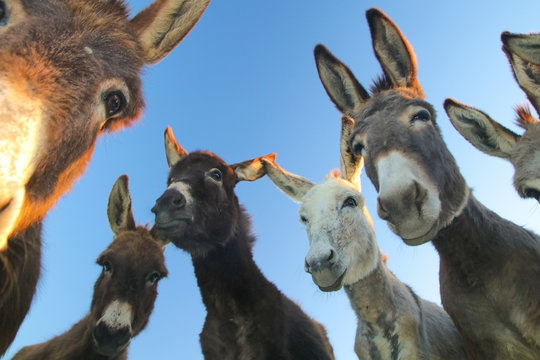 Group of  funny donkeys