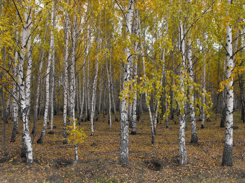 Fototapeta A grove of birch trees.