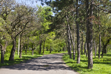 Fototapeta na wymiar view of summer park with asvalitated road